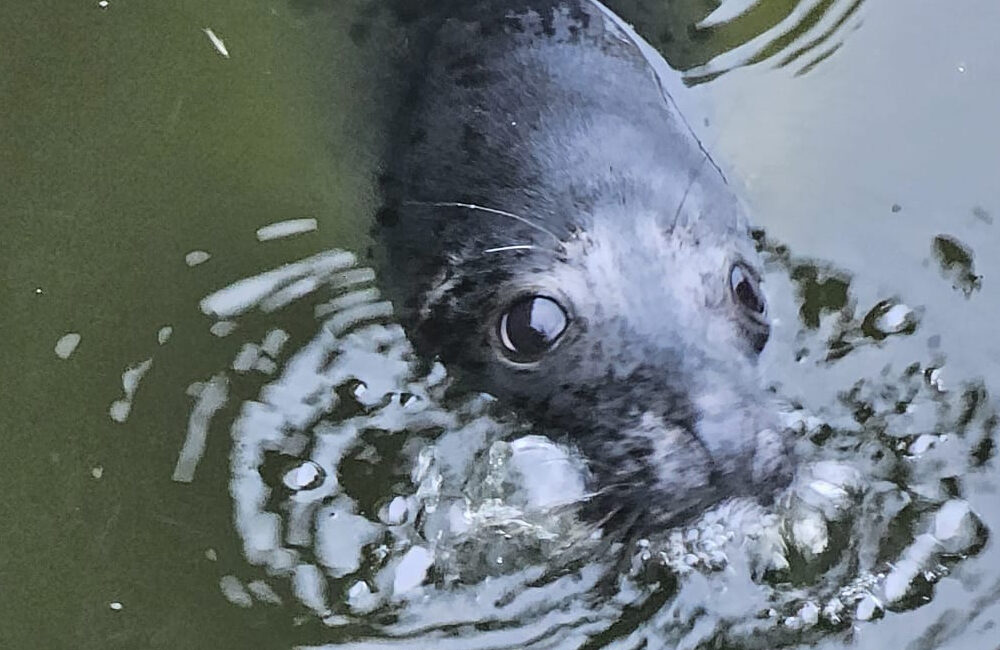 Seals at Skerries