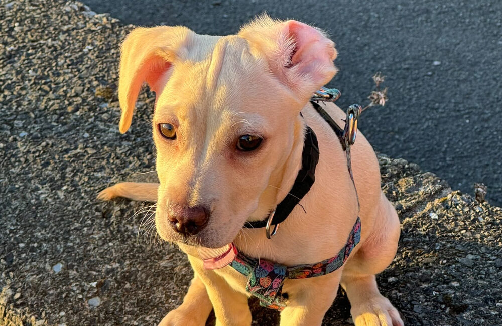 Lilo Stewart's Frenchie x Cockerpoo
